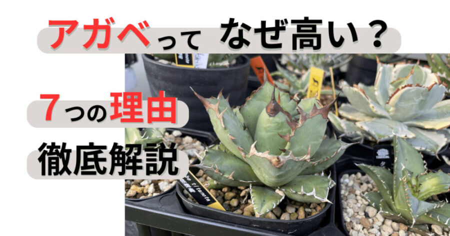 多肉植物アガべ厚い葉雷神石化縞斑。超稀少株 - 植物/観葉植物