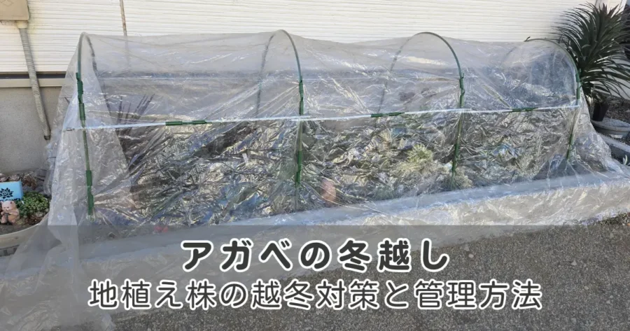 アガベの冬越し｜地植え株の越冬対策と管理方法を解説