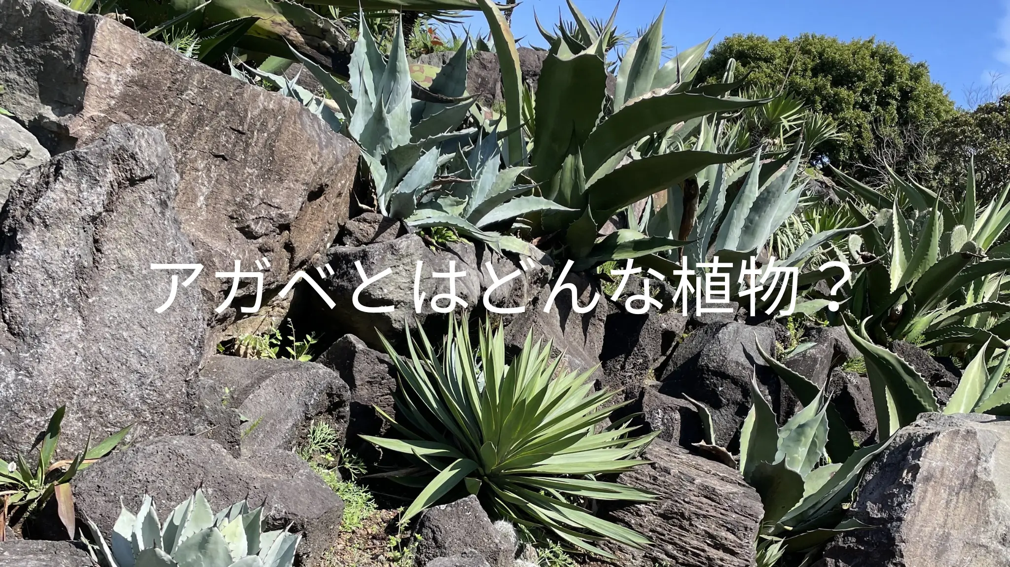 アガベとはどんな植物？「生きた彫刻」と呼ばれる多肉植物の魅力と特徴