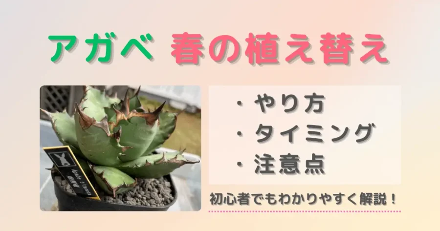 【アガベ春の植え替え】やり方とタイミング、注意点をわかりやすく解説