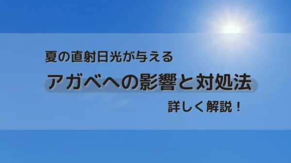 【アガベ】夏の直射日光が与える影響とその対処法を詳しく解説