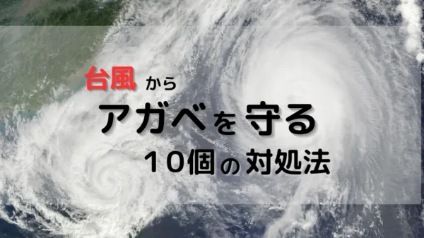 【台風は風が厄介】鉢植えアガベを守る10個の対処法と理由を解説