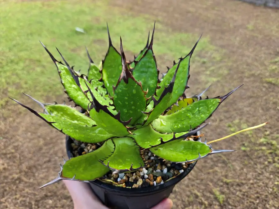 ホリダ