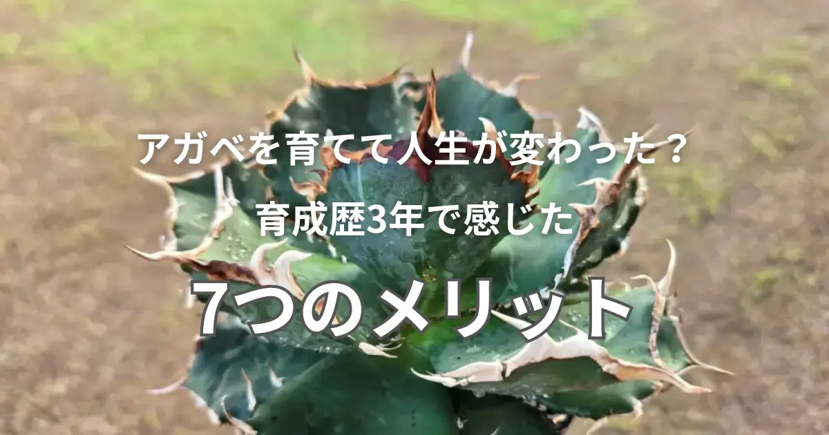 アガベを育てて人生が変わった？育成歴3年で感じたメリット7選