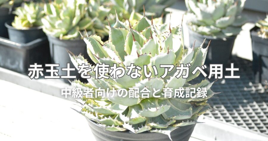 赤玉土を使わないアガベ用土、中級者向けの配合と育成記録