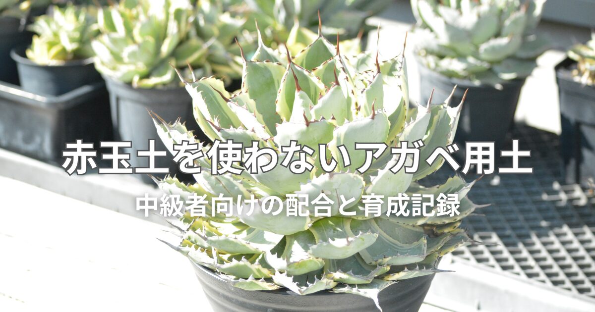 赤玉土を使わないアガベ用土、中級者向けの配合と育成記録