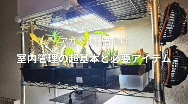 【アガベ初心者向け】室内での育て方完全版！管理の超基本と必要アイテム