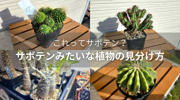 サボテンみたいな植物の正体は？種類と見分け方について徹底解説