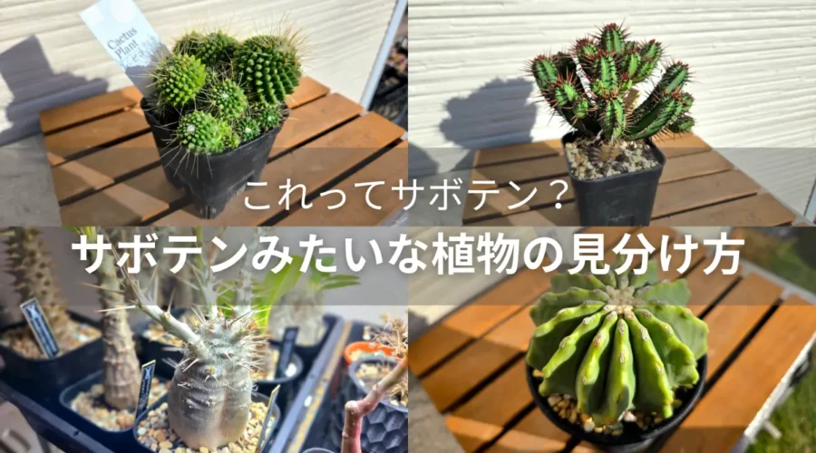 サボテンみたいな植物の正体は？種類と見分け方について徹底解説