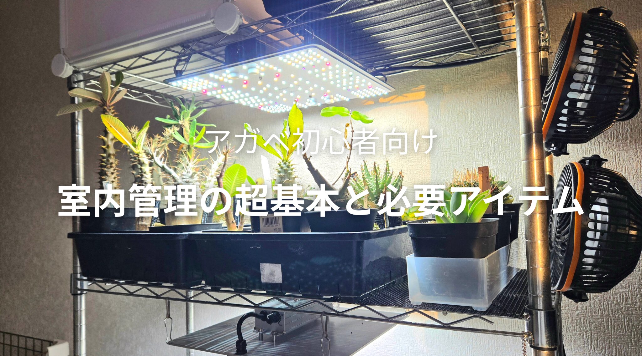 【アガベ初心者向け】室内での育て方完全版！管理の超基本と必要アイテム