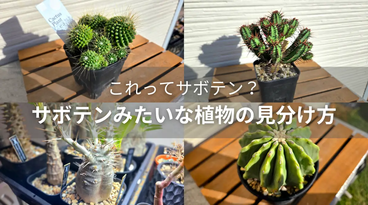 サボテンみたいな植物の正体は?種類と見分け方について徹底解説
