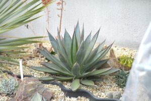 2026-01-28グリーングロー