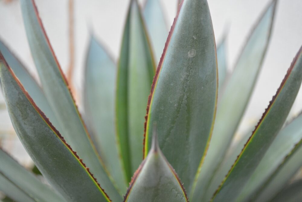 グリーングローの葉