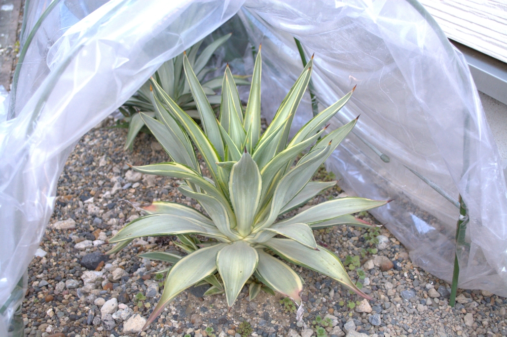 アガベ デスメティアーナジョーホーク