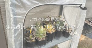 アガベの簡易温室、冬越しの注意点は「寒さ」じゃなく「蒸れ」