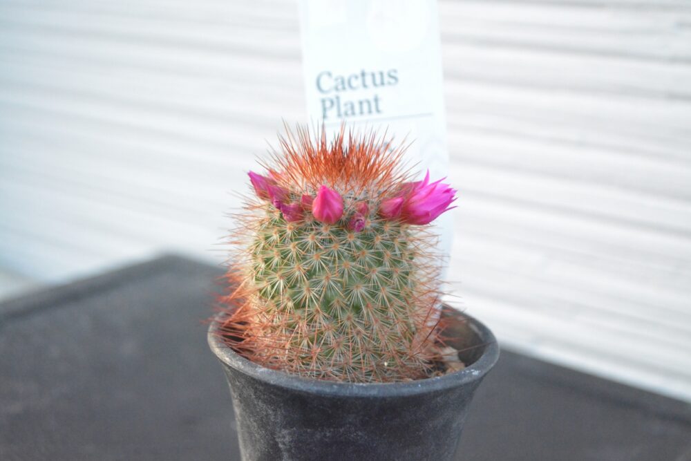 サボテン猩々丸