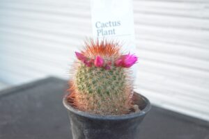 サボテン猩々丸