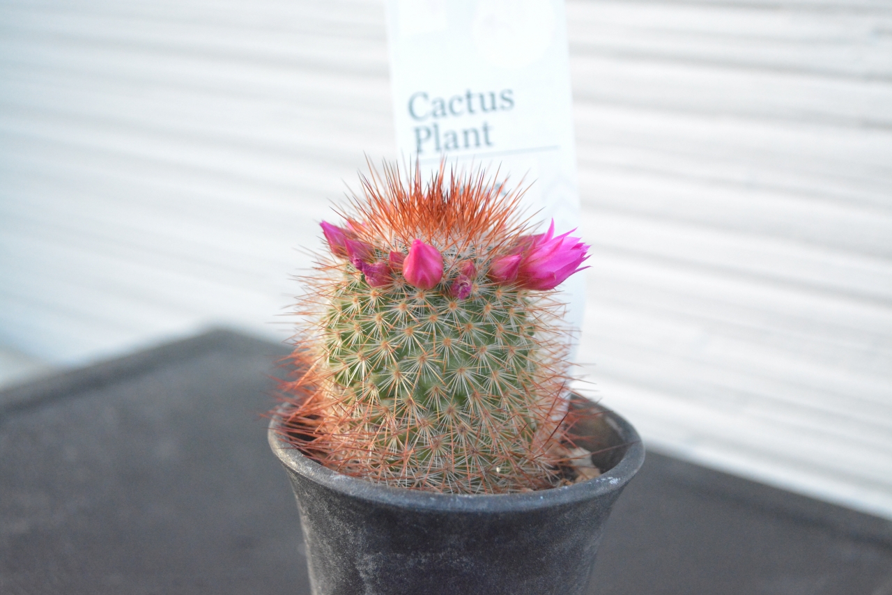 サボテン猩々丸